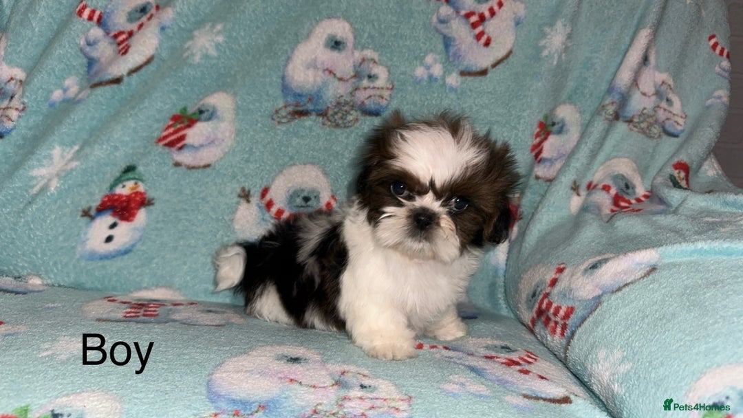 Shih Tzu dogs for sale: Shih tzu puppys  - Image 9