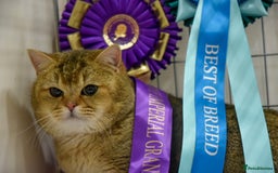 British Shorthair cats for sale: Championship Line Golden Tipped British Shorthair  - Image 8