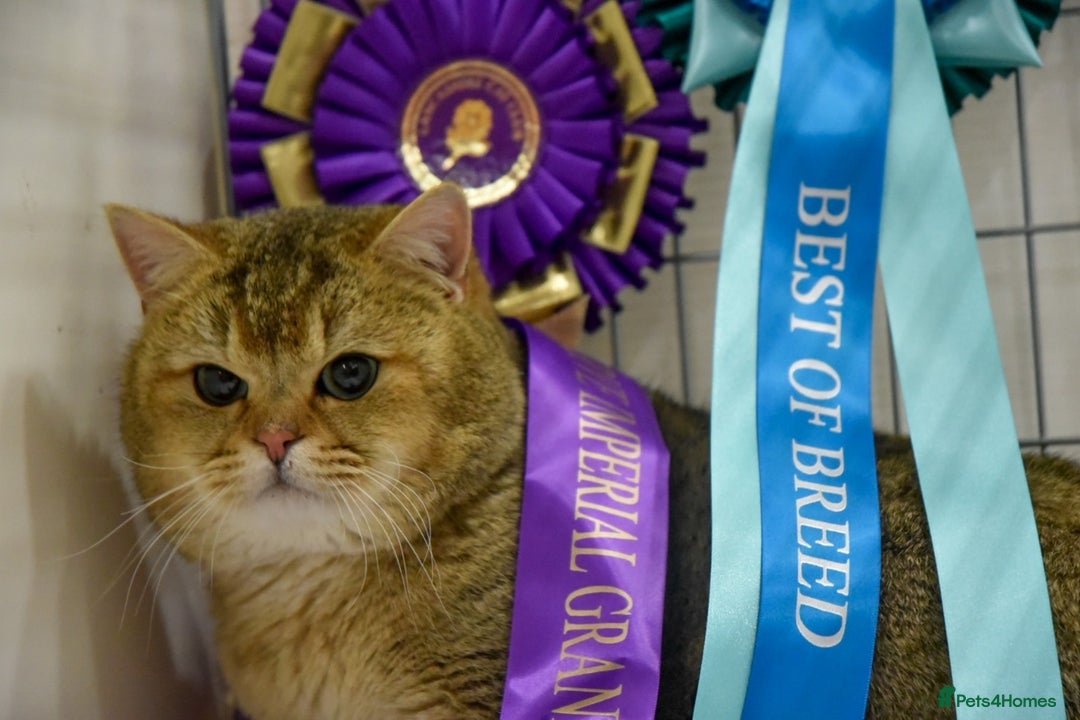 British Shorthair cats for sale: Championship Line Golden Tipped British Shorthair  - Image 8