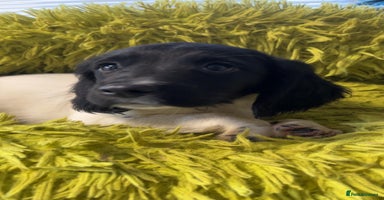 English Springer Spaniel dogs Quality ESS KC Reg Health Tested Parents 5⭐️ - Advert 2