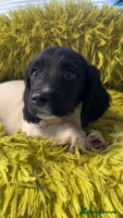 English Springer Spaniel dogs Quality ESS KC Reg Health Tested Parents 5⭐️ - Advert 2