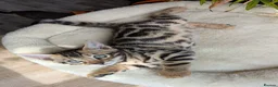 Bengal cats for sale: Bengal kittens in Essex TICA registered purebred  in Colchester - Advert 3