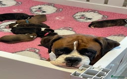 Boxer dogs for sale: Beautiful boxer puppies available  - Image 19