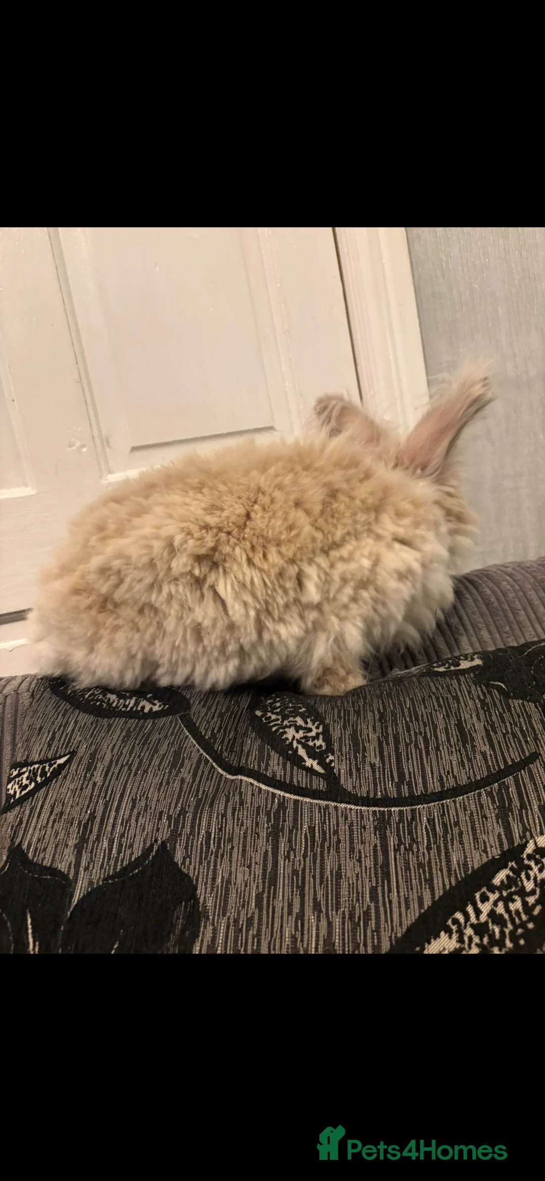 Mini Lion Lop rabbits for sale: Adult bunny rabbits 3 available  - Advert 10