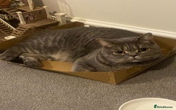 British Shorthair cats for sale: Full British Shorthair kitten  - Advert 2