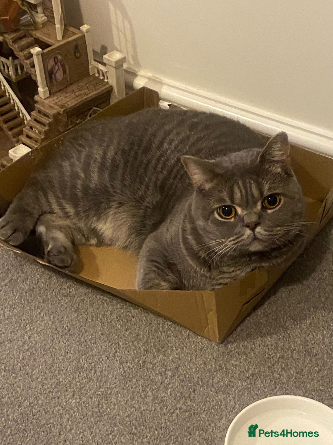 British Shorthair cats for sale: Full British Shorthair kitten  - Advert 2