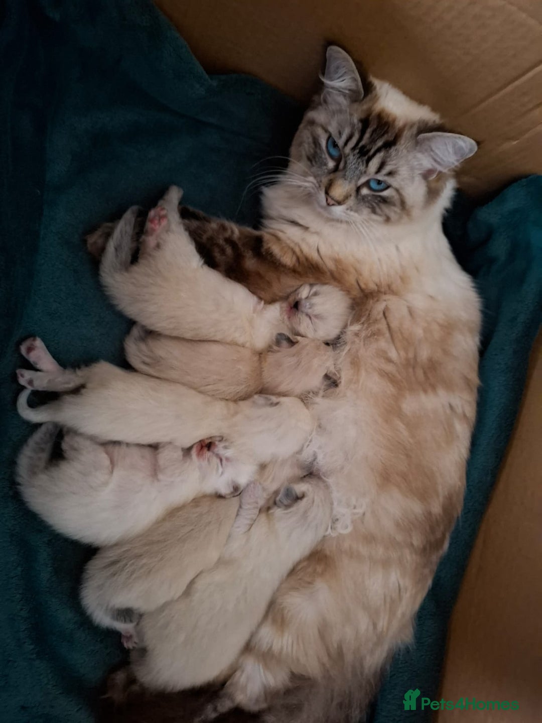 Ragdoll cats for sale: 6 beautiful PURE ragdolls - Image 20
