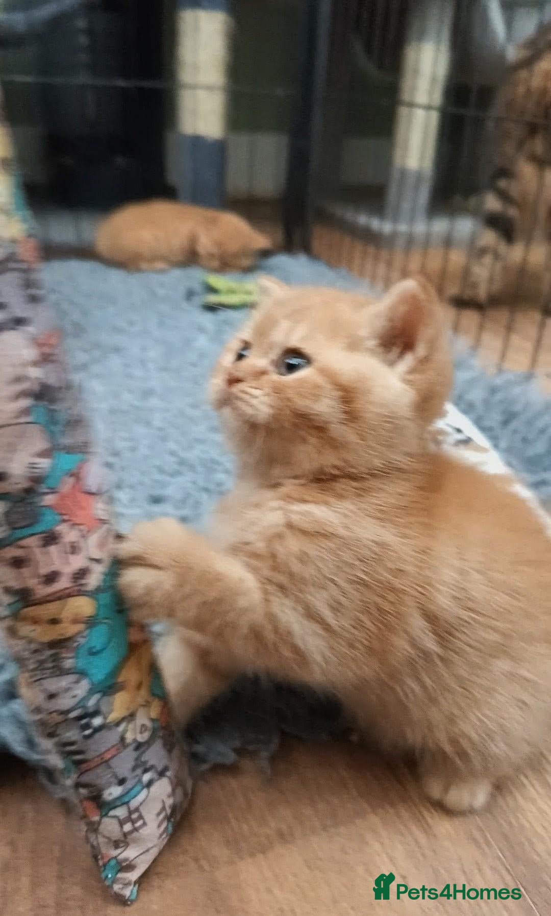 British Shorthair cats for sale: *TICA Cream&Ginger Kittens*Health Tested Parents* - Advert 7