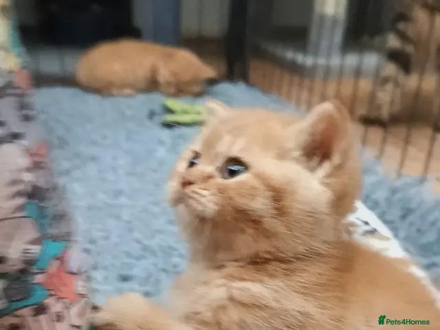 British Shorthair cats for sale: *TICA Cream&Ginger Kittens*Health Tested Parents* - Advert 7