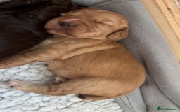 Cocker Spaniel dogs for sale: KC Registered Working Cocker Spaniel Puppies - Image 14