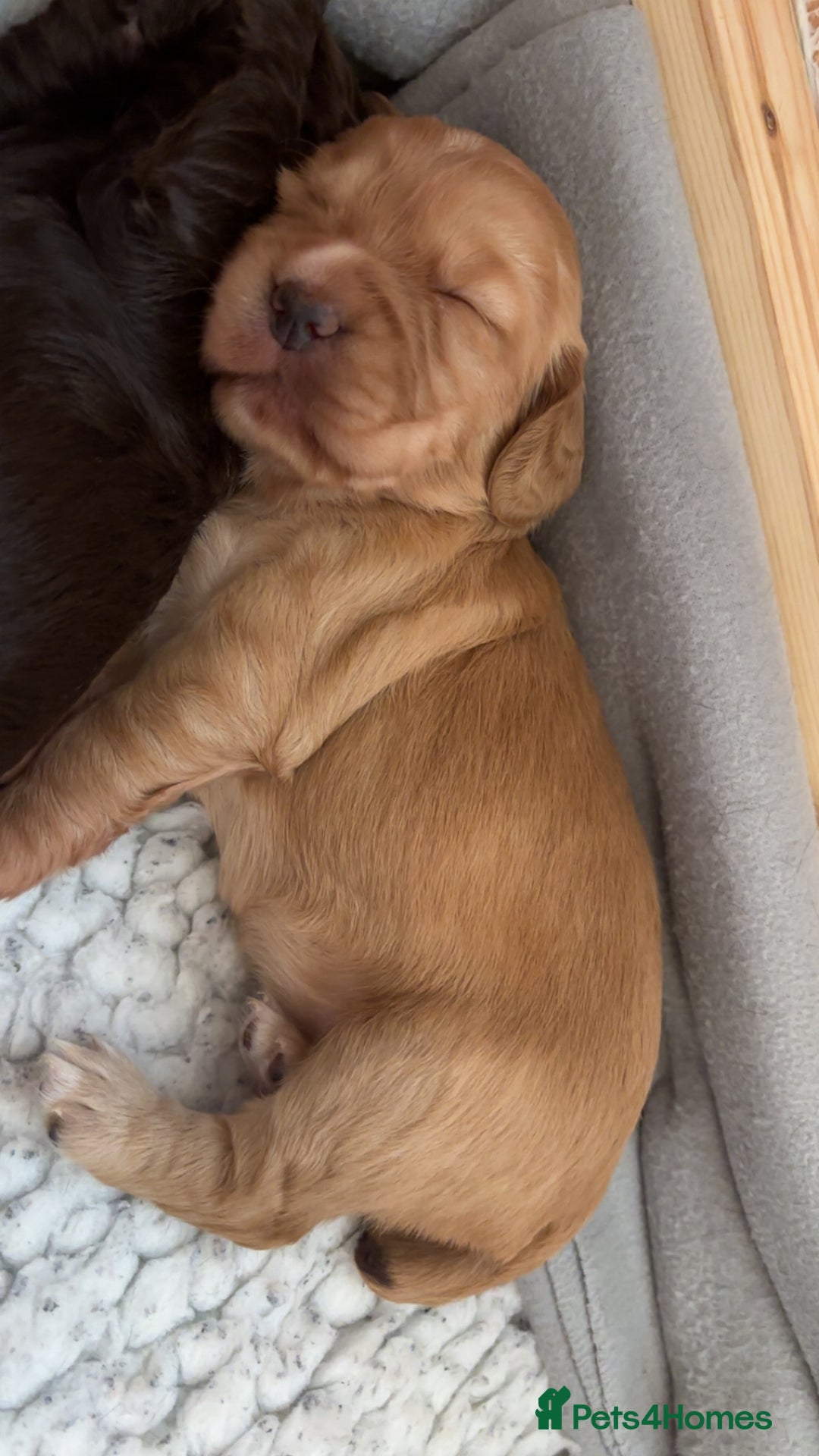 Cocker Spaniel dogs for sale: KC Registered Working Cocker Spaniel Puppies - Image 14