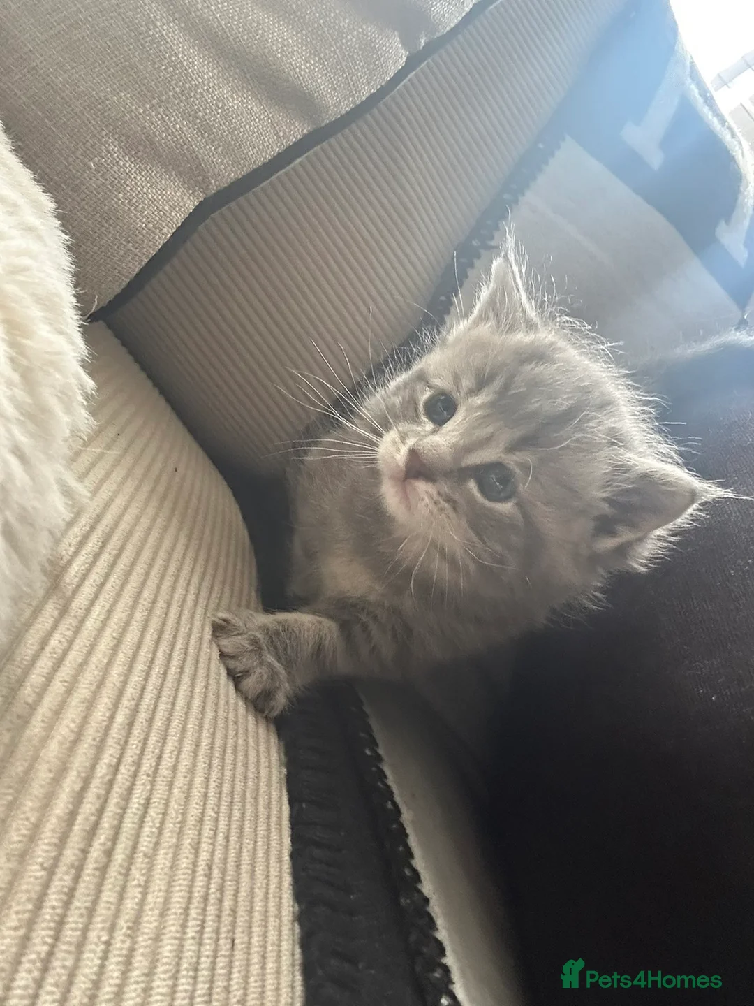 Maine Coon cats for sale: Mainecoon kittens grey smoke coats  - Advert 1