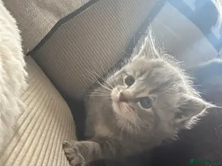 Maine Coon cats Mainecoon kittens grey smoke coats - Advert 1