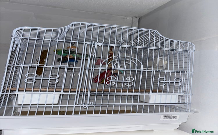 Budgerigars birds - Advert 4