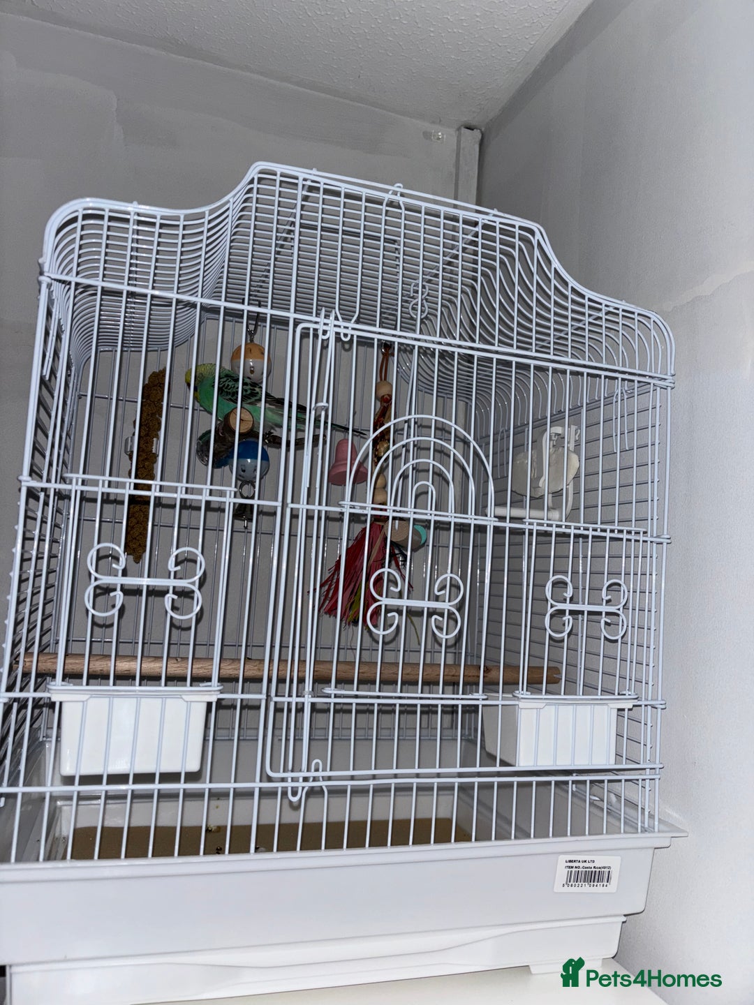 Budgerigars birds for sale: Female budgie, cage and accessories  - Image 1