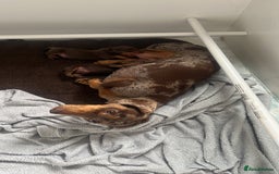 Miniature Dachshund dogs for sale: KC Miniature Dachshund puppies - Image 8