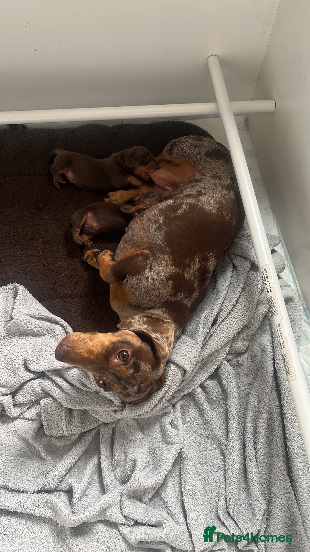 Miniature Dachshund dogs for sale: KC Miniature Dachshund puppies - Image 8