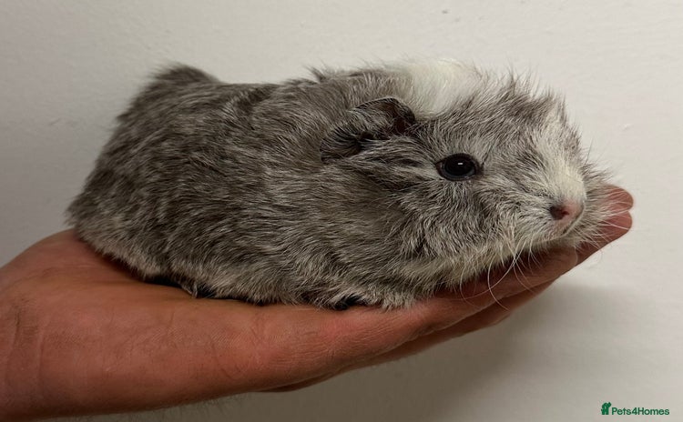 Guinea Pig rodents - Advert 10