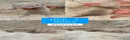 Ferret rodents for sale: Pedigree Full & semi Angora Ferret kits £150-£250  - Advert 6