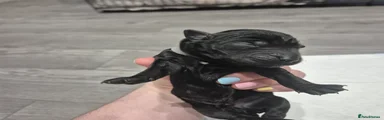 Grey collar