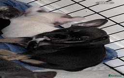 French Bulldog dogs for sale: French bulldog puppies  - Image 5