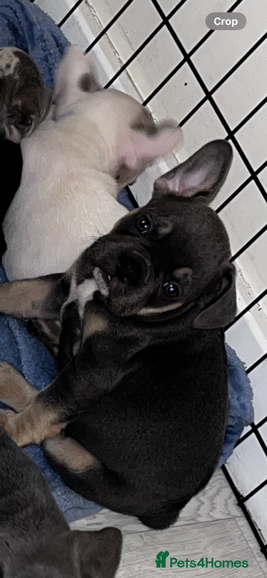 French Bulldog dogs for sale: French bulldog puppies  - Image 5