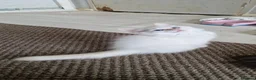 Ragdoll cats for sale: Beautiful pure Ragdool ready for loving home  - Advert 10