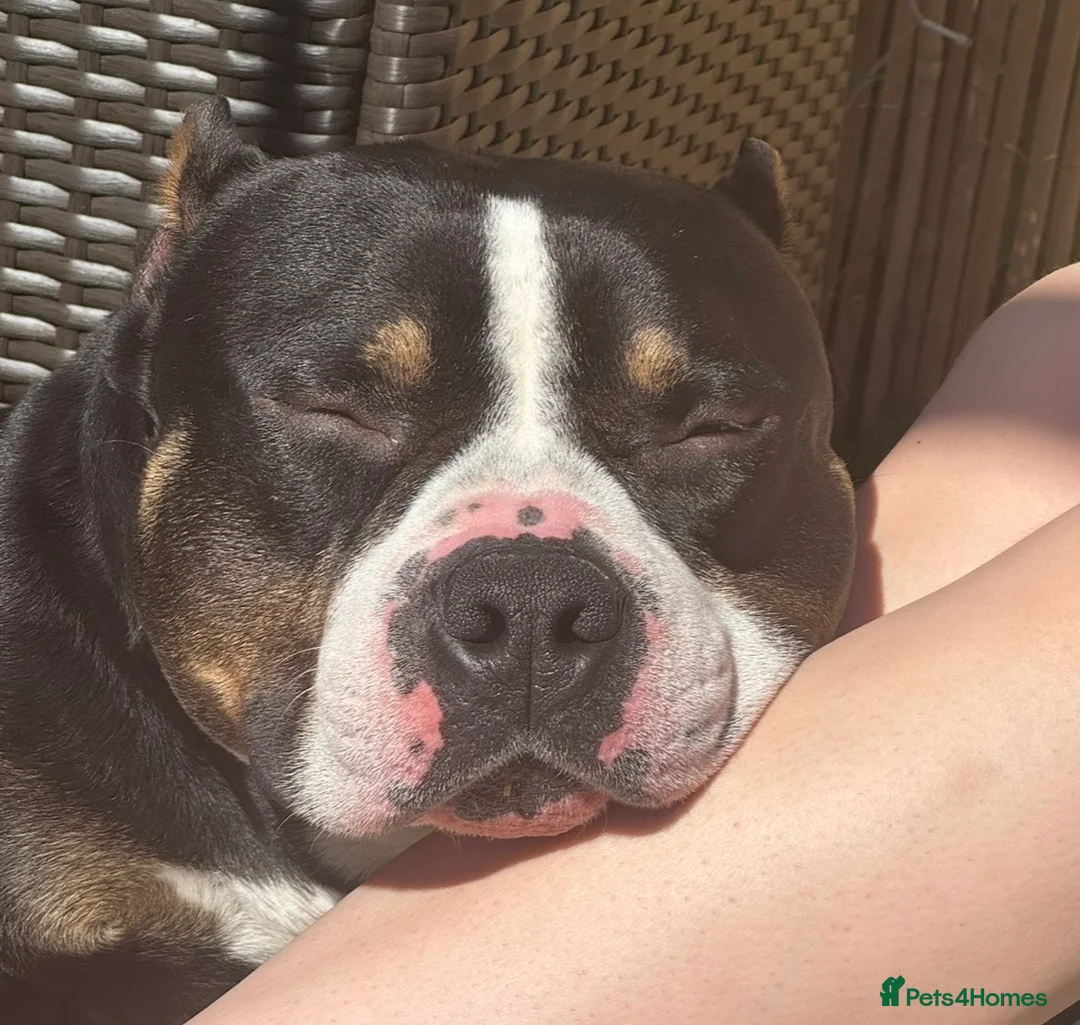 Mixed Breed dogs for sale: 4 year old microbully - Advert 2