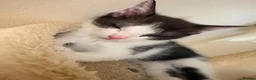 Domestic Shorthair cats for sale: STILL AVAILABLE- 2 black and white kittens  - Advert 16