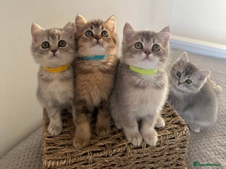 British Shorthair cats ⭐️TICA registered British Shorthair kittens⭐️ - Advert 12