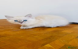Ragdoll cats for sale: LAST ONE! Pedigree Ragdoll Kittens - REDUCED  - Image 18
