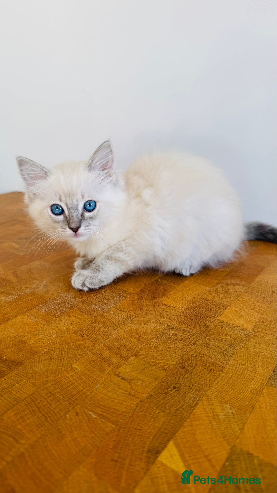 Ragdoll cats for sale: LAST ONE! Pedigree Ragdoll Kittens - REDUCED  - Image 18