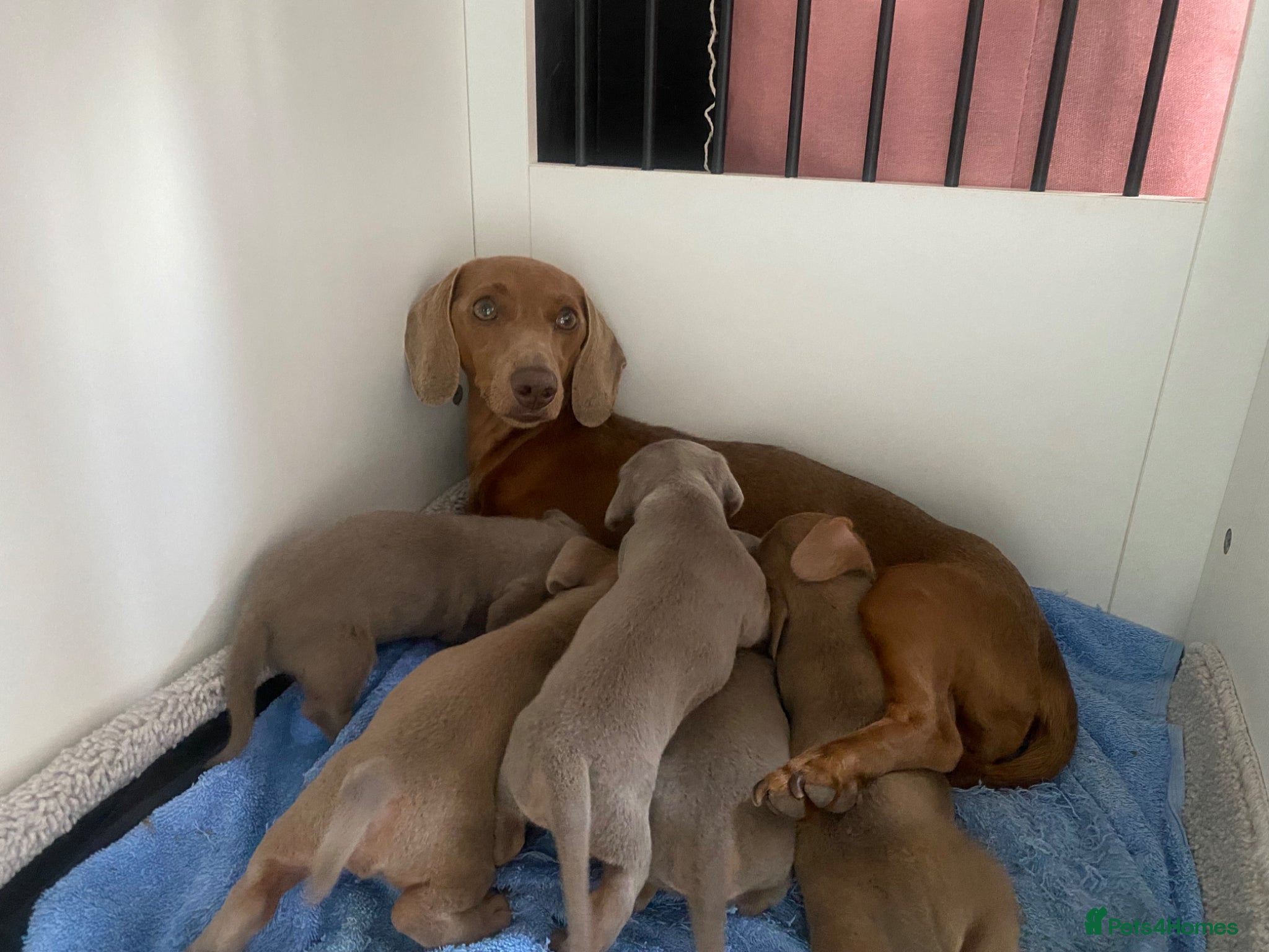 Miniature Dachshund dogs for sale: Beautiful miniature dachshunds puppies  in Ongar - Advert 1