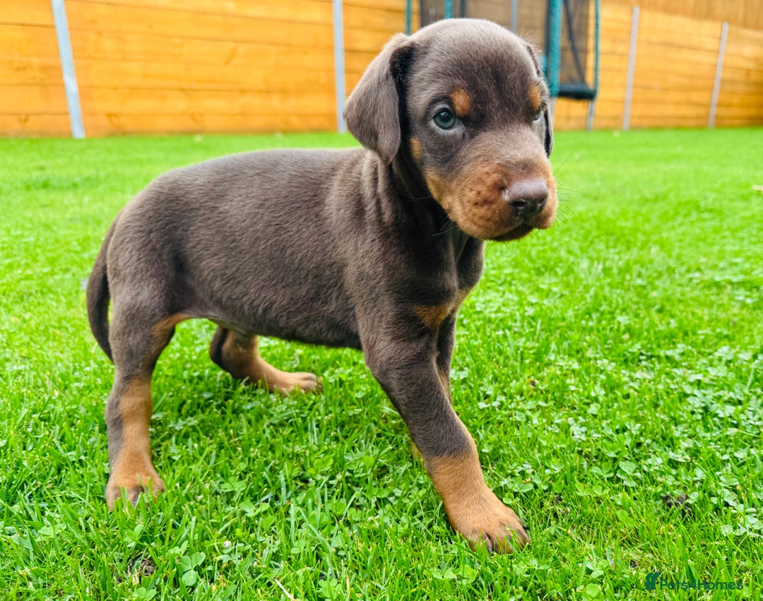 Dobermann dogs for sale: KC Registered Doberman Puppies 🐾🐾🐾 - Image 6