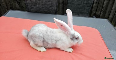 Continental Giant rabbits - Advert 15
