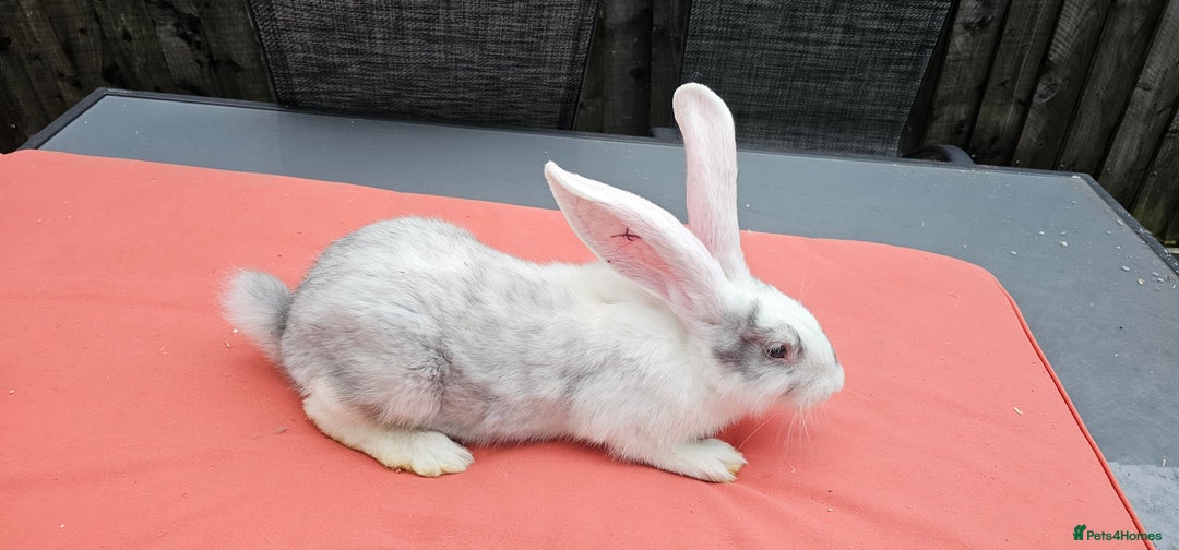 Continental Giant rabbits for sale: Merle colours  , rusian blue fur  - Image 2