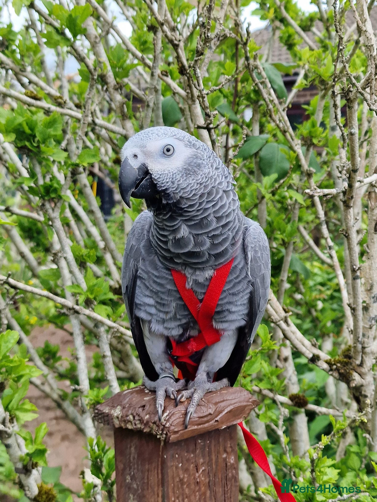 Parrots birds African grey parrot  - Advert 2