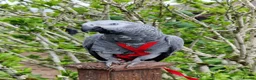 Parrots birds for sale: African grey parrot  - Advert 1