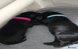 Labrador Retriever dogs for sale: 💫Stunning chocolate and black labrador pups 💫 - Image 7