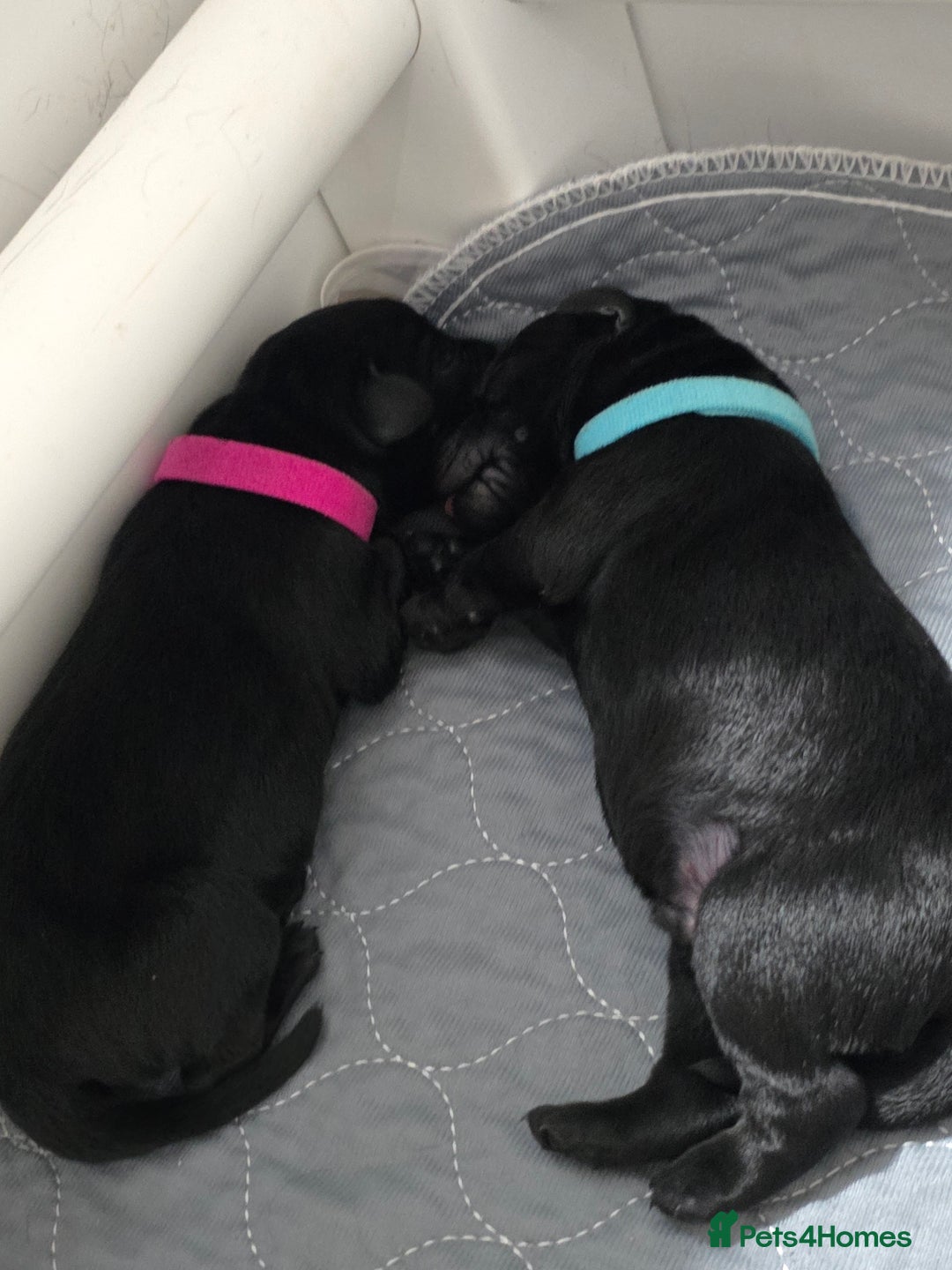 Labrador Retriever dogs for sale: 💫Stunning chocolate and black labrador pups 💫 - Image 7