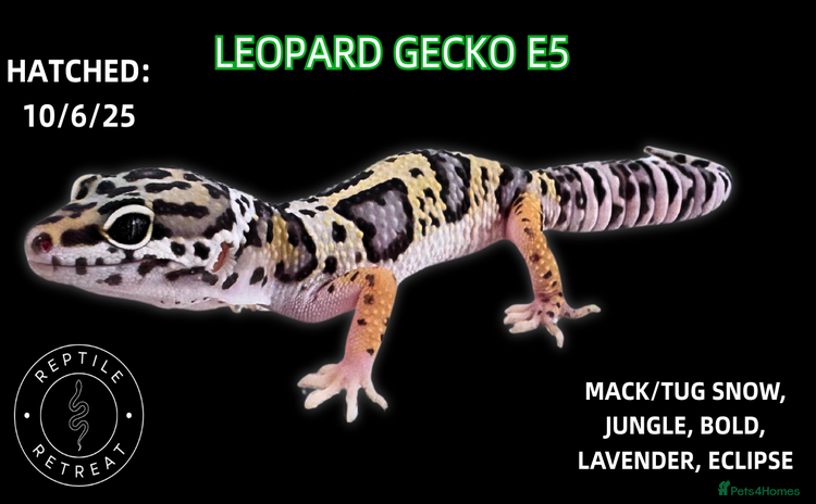 Leopard Gecko reptiles in Swadlincote - Advert 1