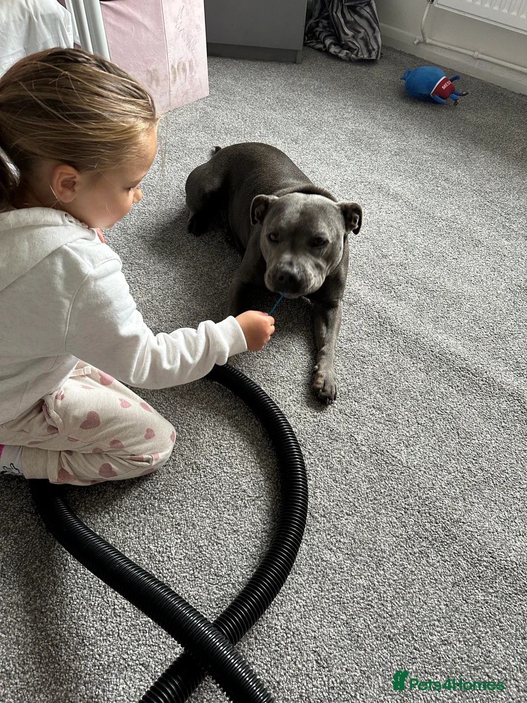Staffordshire Bull Terrier dogs for sale: Blue Staffordshire bull terrier  - Advert 3