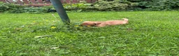 Labrador Retriever dogs for sale: KC LABRADOR PUPPIES - Advert 3