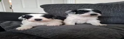 Mixed Breed dogs for sale: Cockapoochon - Advert 9