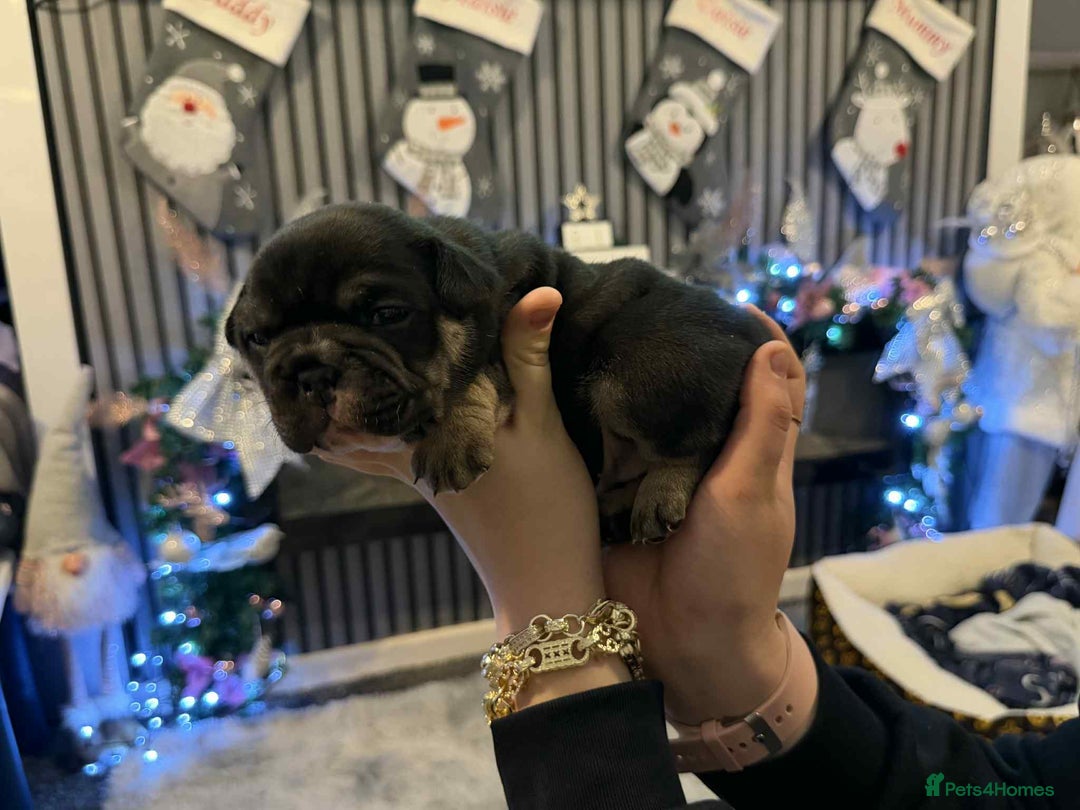 Mixed Breed dogs for sale: 3/4 English bulldog x 1/4 French bulldog - Advert 13