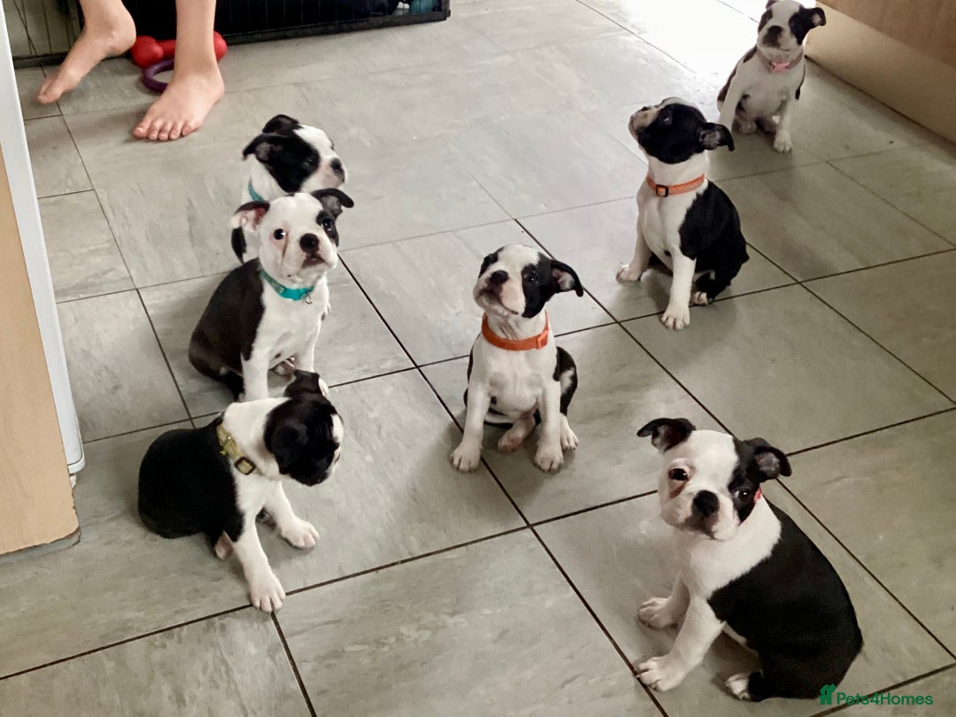 Boston Terrier dogs for sale: 9 BEAUTIFUL BOSTON TERRIER PUPPIES (2 GIRLS LEFT) - Image 9