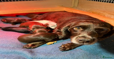 Mixed Breed dogs - Advert 5