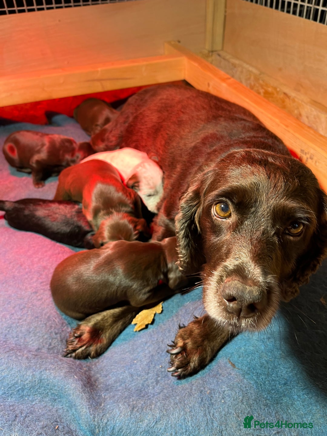 Mixed Breed dogs for sale: Cocker x beddlington terrier - Image 2