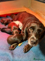 Mixed Breed dogs - Advert 5