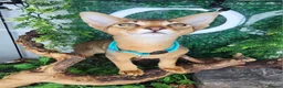 Abyssinian cats for sale: Abyssinian CHAMPION🏆 kittens🐱 - Advert 10